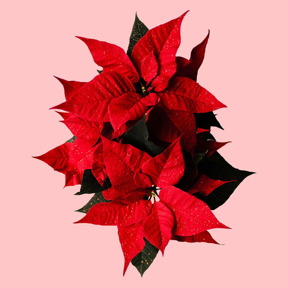 Campagne de Poinsettias Aube-Lumière